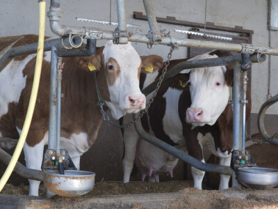 Farma "Janjić Simental Breed" u Jenjiću kod Orašja