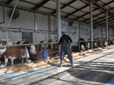 Farma "Janjić Simental Breed" u Jenjiću kod Orašja