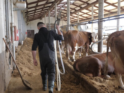 Farma "Janjić Simental Breed" u Jenjiću kod Orašja