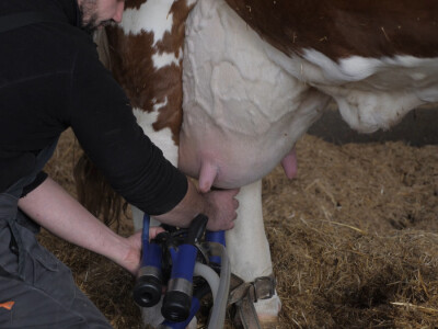 Farma "Janjić Simental Breed" u Jenjiću kod Orašja
