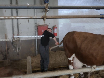 Farma "Janjić Simental Breed" u Jenjiću kod Orašja
