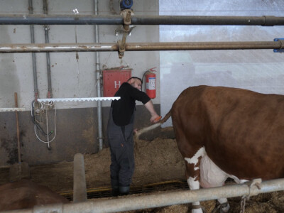 Farma "Janjić Simental Breed" u Jenjiću kod Orašja