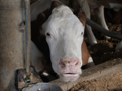 Farma "Janjić Simental Breed" u Jenjiću kod Orašja
