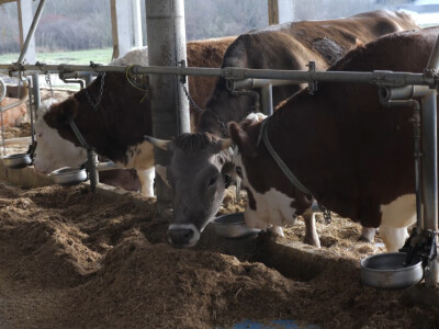 Farma "Janjić Simental Breed" u Jenjiću kod Orašja