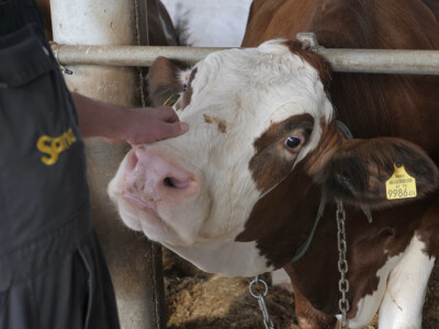 Farma "Janjić Simental Breed" u Jenjiću kod Orašja
