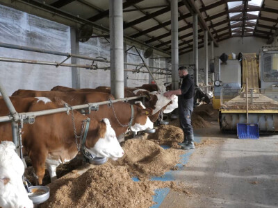Farma "Janjić Simental Breed" u Jenjiću kod Orašja