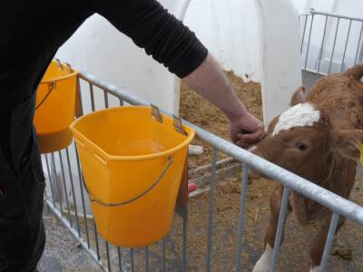 Farma "Janjić Simental Breed" u Jenjiću kod Orašja