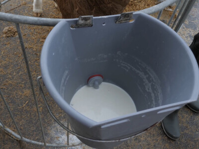 Farma "Janjić Simental Breed" u Jenjiću kod Orašja