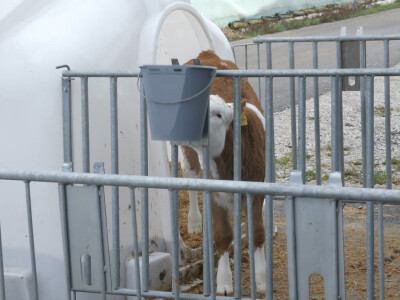 Farma "Janjić Simental Breed" u Jenjiću kod Orašja