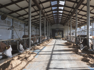 Farma "Janjić Simental Breed" u Jenjiću kod Orašja