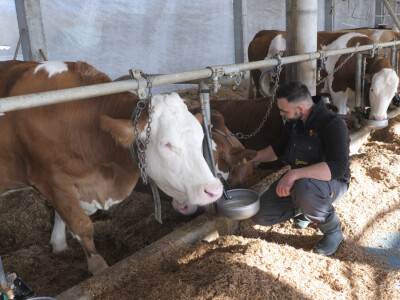Farma "Janjić Simental Breed" u Jenjiću kod Orašja