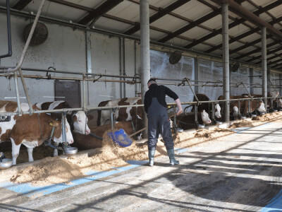 Farma "Janjić Simental Breed" u Jenjiću kod Orašja