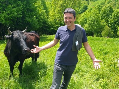 Farma japanskih goveda