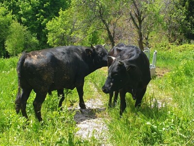 Farma japanskih goveda