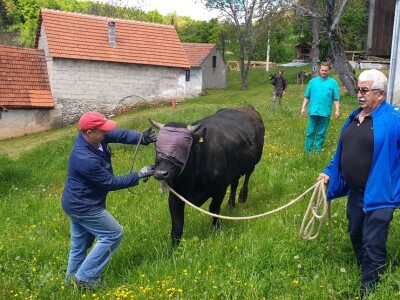 Farma japanskih goveda