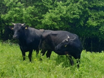 Farma japanskih goveda