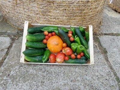 Farma Jokić Farma Jokić