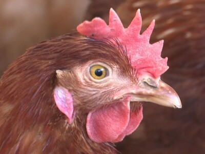 Farma koka nesilica u Soljanima Farma koka nesilica u Soljanima