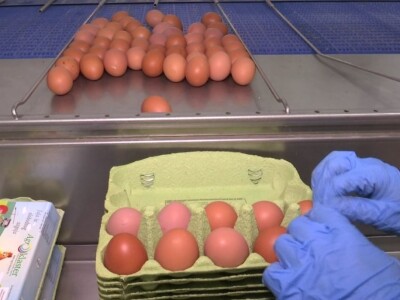 Farma koka nesilica u Soljanima Farma koka nesilica u Soljanima