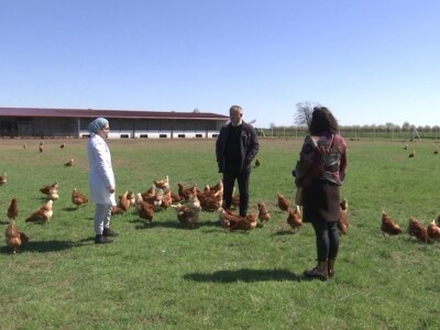 Farma koka nesilica u Soljanima Farma koka nesilica u Soljanima