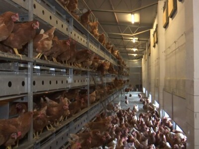 Farma koka nesilica u Soljanima Farma koka nesilica u Soljanima