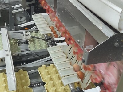 Farma koka nosilica na Farmi Bingo Farma koka nosilica na Farmi Bingo