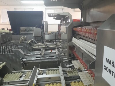 Farma koka nosilica na Farmi Bingo Farma koka nosilica na Farmi Bingo