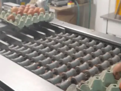 Farma koka nosilica na Farmi Bingo