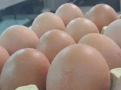 Farma koka nosilica na Farmi Bingo