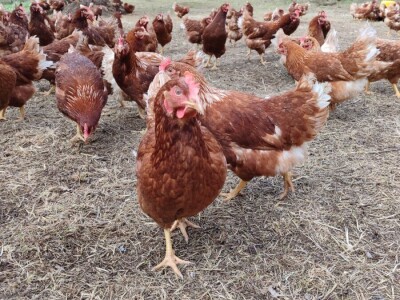 Farma koka u Prozor-Rami