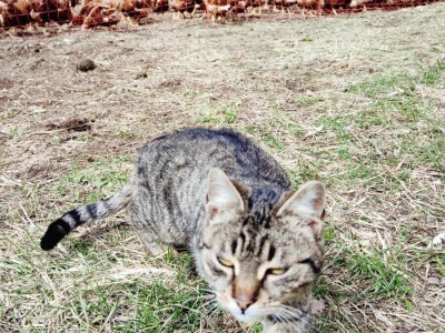 Farma koka u Prozor-Rami