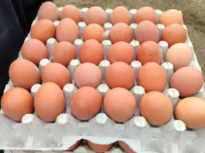 Farma koka u Prozor-Rami