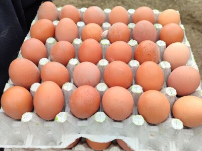 Farma koka u Prozor-Rami