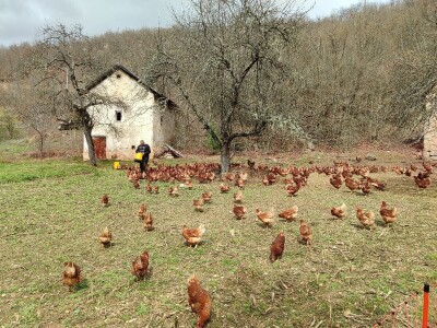Farma koka u Prozor-Rami