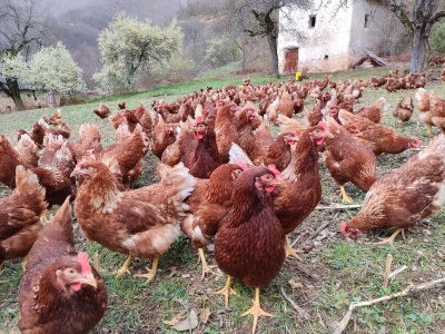 Farma koka u Prozor-Rami