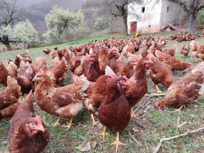 Farma koka u Prozor-Rami