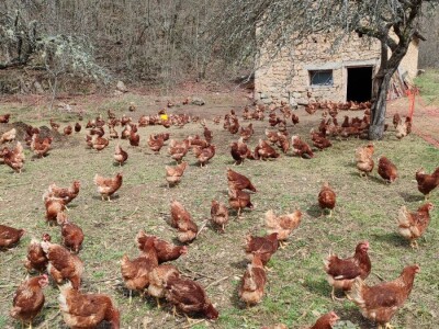 Farma koka u Prozor-Rami