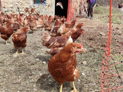 Farma koka u Prozor-Rami