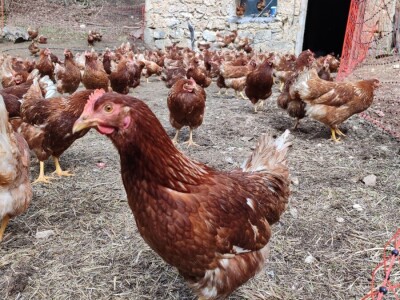 Farma koka u Prozor-Rami