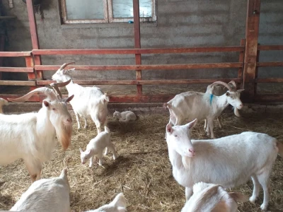 Farma koza Duvno