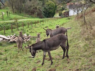 Farma koza i ovaca "Brusojević"