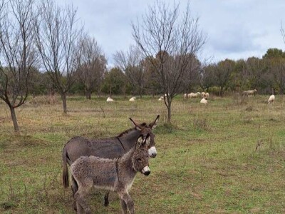 Farma koza i ovaca "Brusojević"