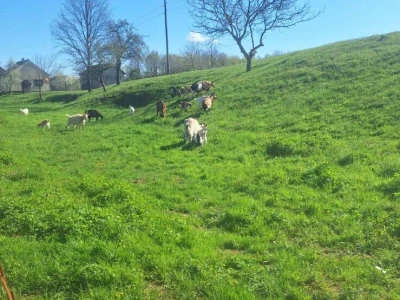 Farma koza i ovaca "Brusojević"