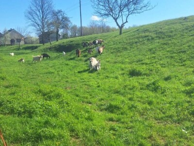 Farma koza i ovaca "Brusojević"