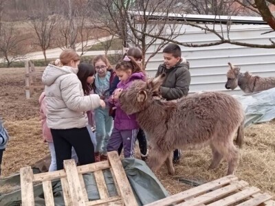Farma koza i ovaca "Brusojević"