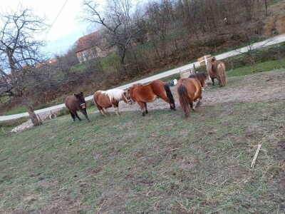 Farma koza i ovaca "Brusojević"