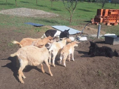 Farma koza i ovaca "Brusojević"