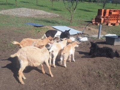 Farma koza i ovaca "Brusojević"