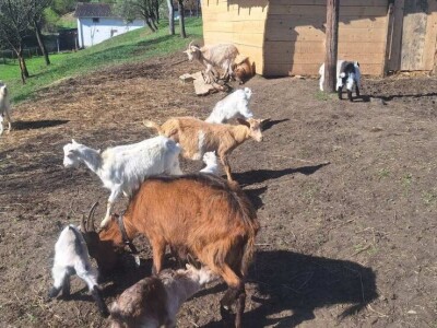 Farma koza i ovaca "Brusojević"