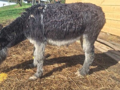 Farma koza i ovaca "Brusojević"